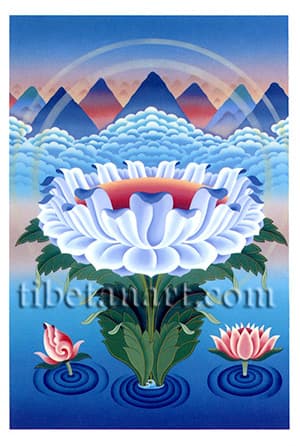 Lotus